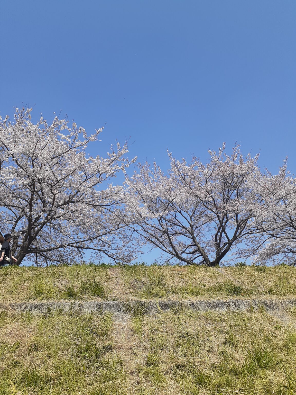 cherry blossam